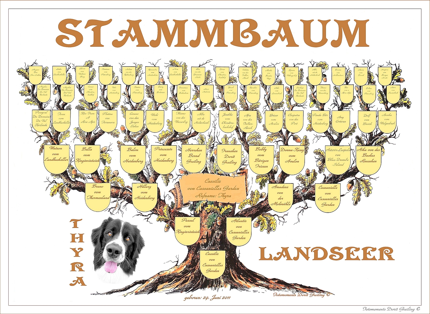 stammbaum hund